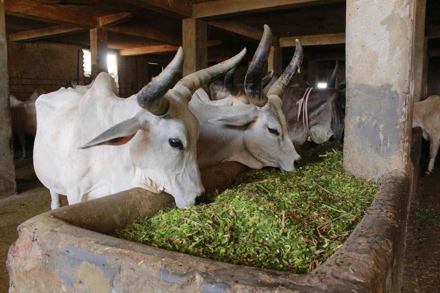 cow-feed
